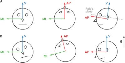 Ecological Momentary Assessment of Head Motion: Toward Normative Data of Head Stabilization